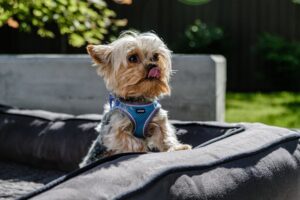 🐾 Why Yorkies Make the Perfect Family Pets