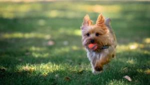 🐾 Yorkie Puppies: Everything You Need to Know Before Bringing One Home