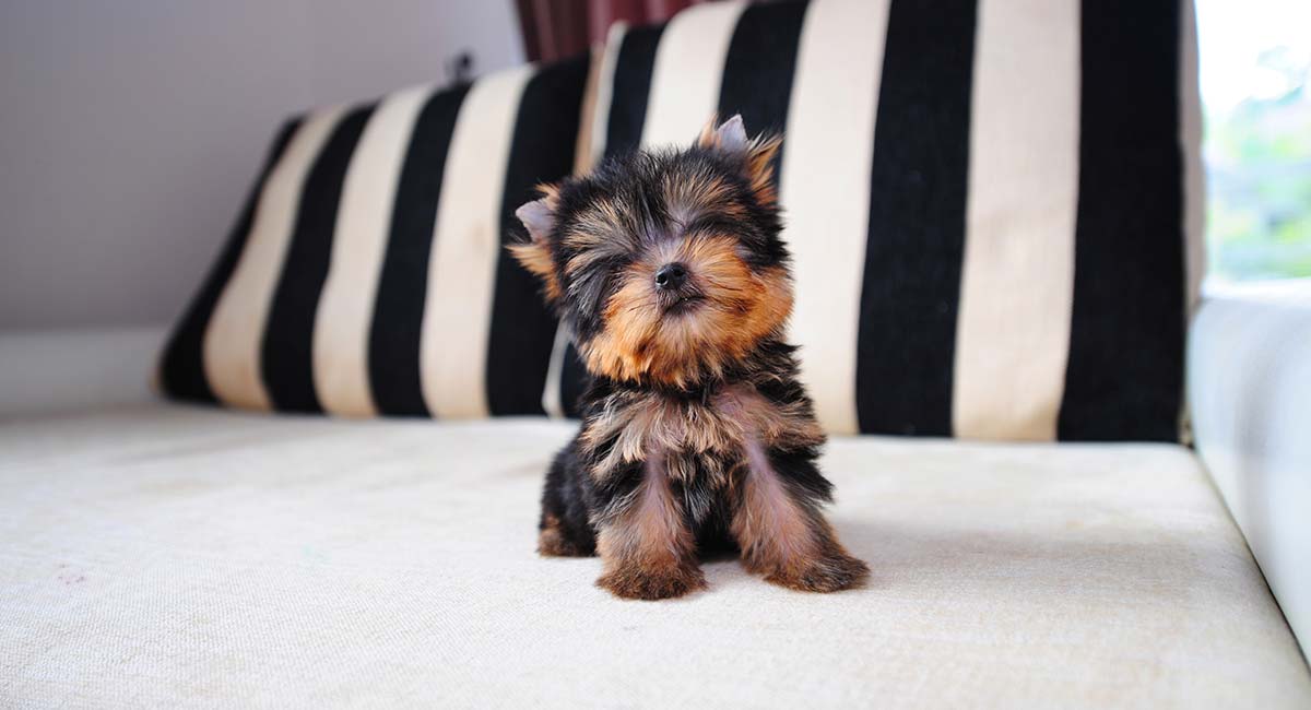 Teacup-Yorkies-The-World_s-Smallest-Dog-HP-long