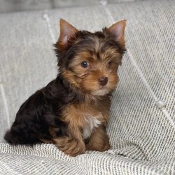 Yorkie-Puppies-1