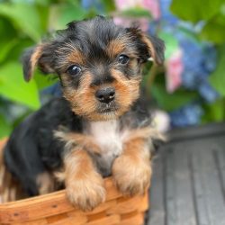 Yorkies-Puppies-for-sale